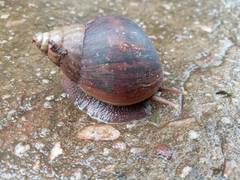 Lissachatina fulica