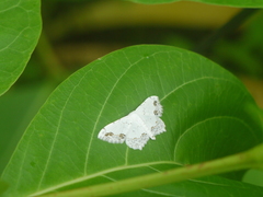 Scopula deliciosaria