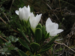 Veronica macrantha