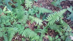 Goniopteris gemmulifera