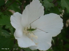 Phaneroptera nigroantennata