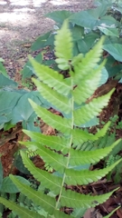 Goniopteris gemmulifera