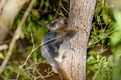 Lepilemur ruficaudatus