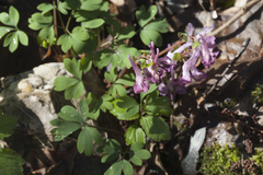 Corydalis caucasica