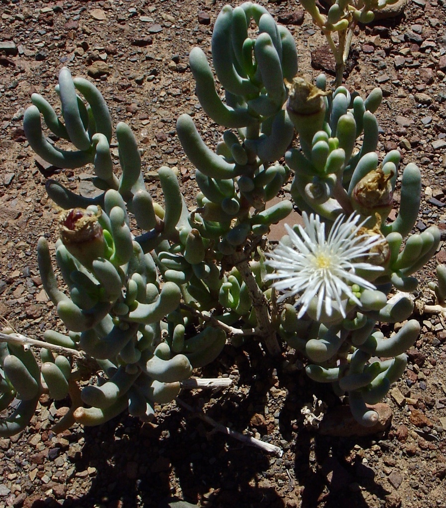 Mesembryanthemum tetragonum, WC, ZA