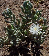 Mesembryanthemum tetragonum