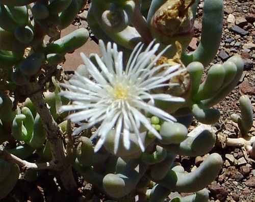 Mesembryanthemum tetragonum