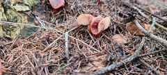 Lactarius hepaticus