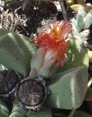 Pleiospilos compactus