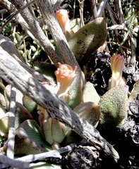 Pleiospilos compactus