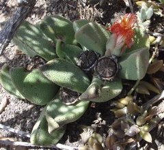 Pleiospilos compactus