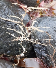 Hydrallmania falcata