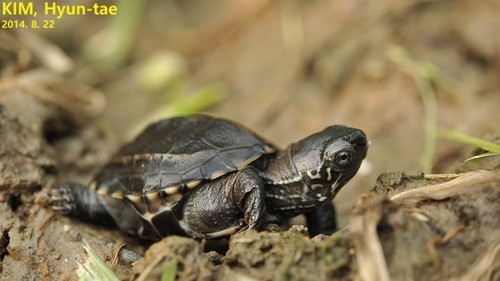 Mauremys reevesii