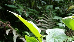 Pseudosermyle striatus