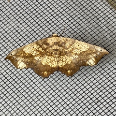 Polyacme dissimilis