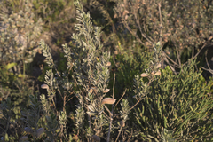 Podalyria sericea