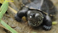 Mauremys reevesii