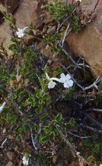 Chascanum