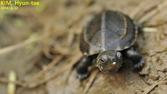 Mauremys reevesii