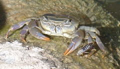 Potamoidea
