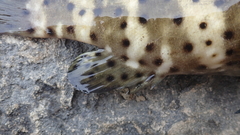 Epinephelus malabaricus