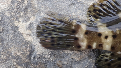 Epinephelus malabaricus