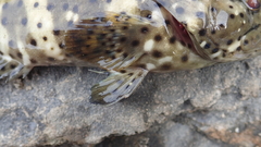 Epinephelus malabaricus