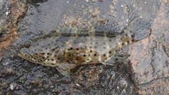 Epinephelus malabaricus