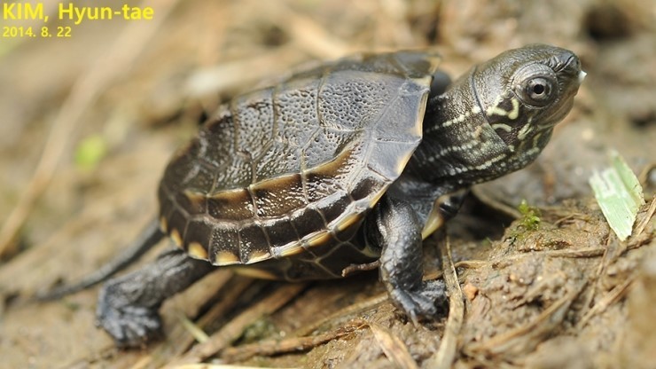 chinese-pond-turtle-turtles-and-tortoises-of-china-inaturalist