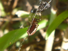 Alpaida leucogramma