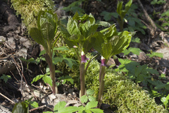 Scopolia caucasica