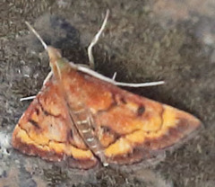 Pyrausta rubricalis