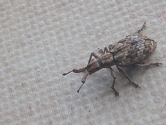 Platyomus