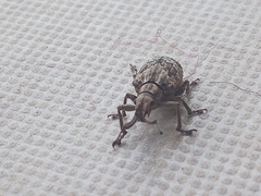 Platyomus