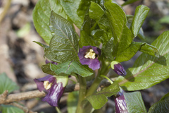 Scopolia caucasica