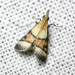 Metallarcha calliaspis