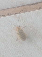 Metaxyonycha granulata