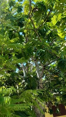Artocarpus altilis