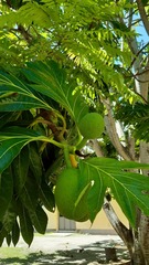 Artocarpus altilis