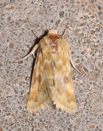 Schinia bicuspida photo 2
