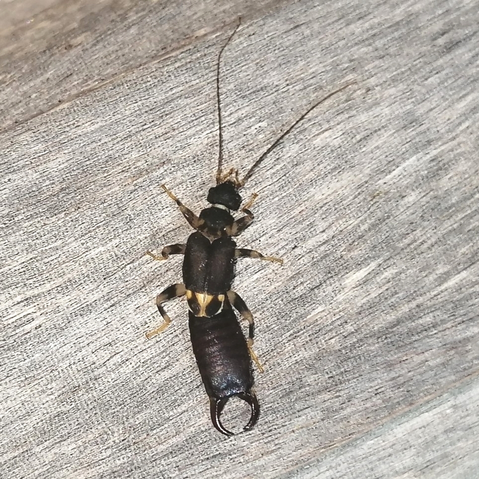 Pyragropsis emarginata