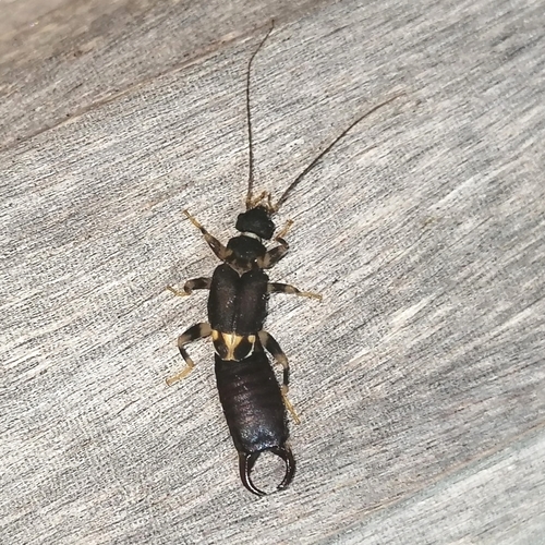 Pyragropsis emarginata