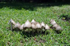 Termitomyces clypeatus