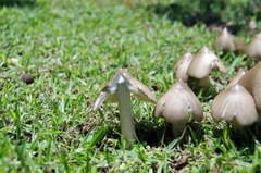 Termitomyces clypeatus