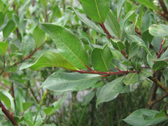 Salix pantosericea