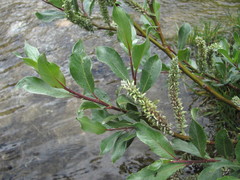 Salix pantosericea