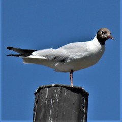 Chroicocephalus ridibundus