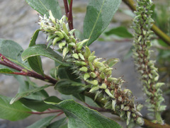 Salix pantosericea