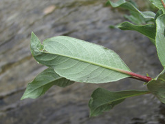 Salix pantosericea