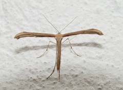 Emmelina monodactyla